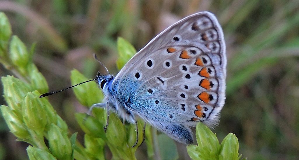 Modraszek ikar, mnogooczak ikar (Polyommatus icarus)