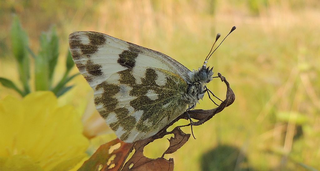 Bielinek rukiewnik (Pontia daplidice)