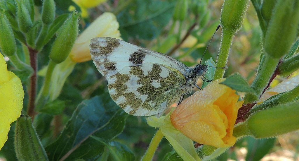 Bielinek rukiewnik (Pontia daplidice)