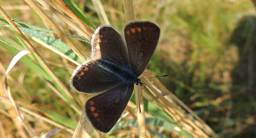 Modraszek ikar, mnogooczak ikar (Polyommatus icarus)