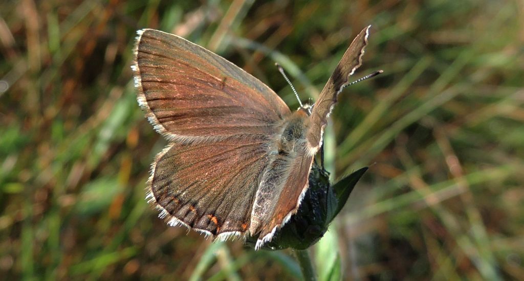 Modraszek eroides (Polyommatus eroides)