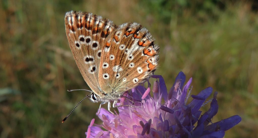 Modraszek eroides (Polyommatus eroides)