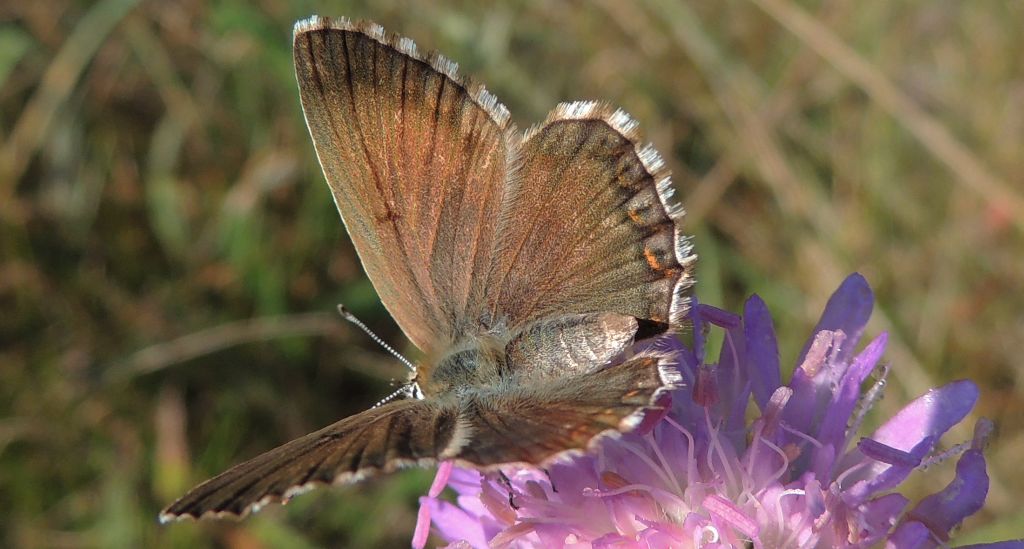Modraszek eroides (Polyommatus eroides)