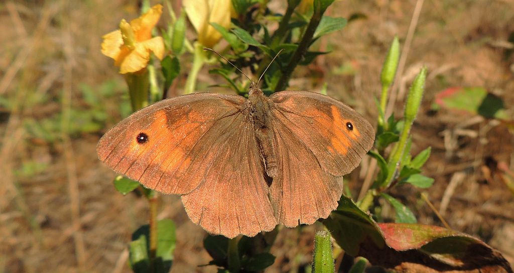 Przestrojnik jurtina (Maniola jurtina)