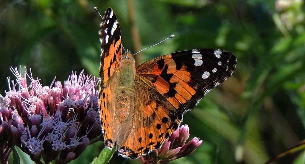 Rusałka osetnik (Vanessa cardui)