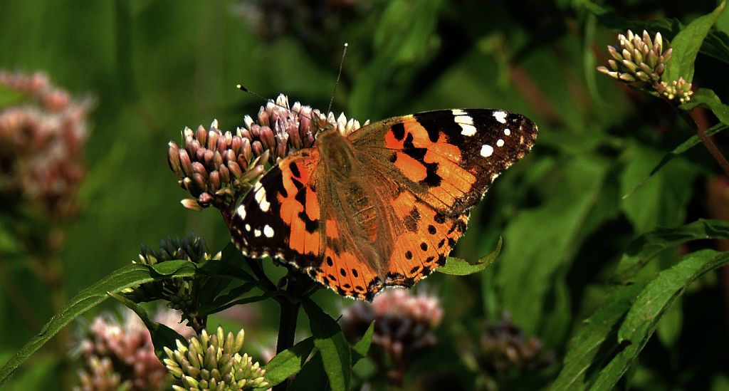 Rusałka osetnik (Vanessa cardui)