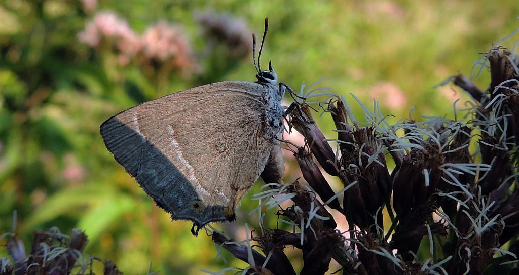 Pazik dębowiec (Neozephyrus quercus)