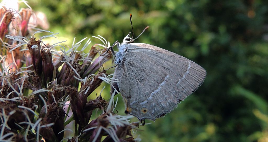 Pazik dębowiec (Neozephyrus quercus)