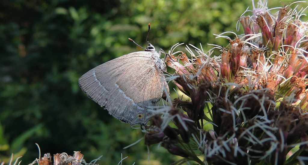 Pazik dębowiec (Neozephyrus quercus)