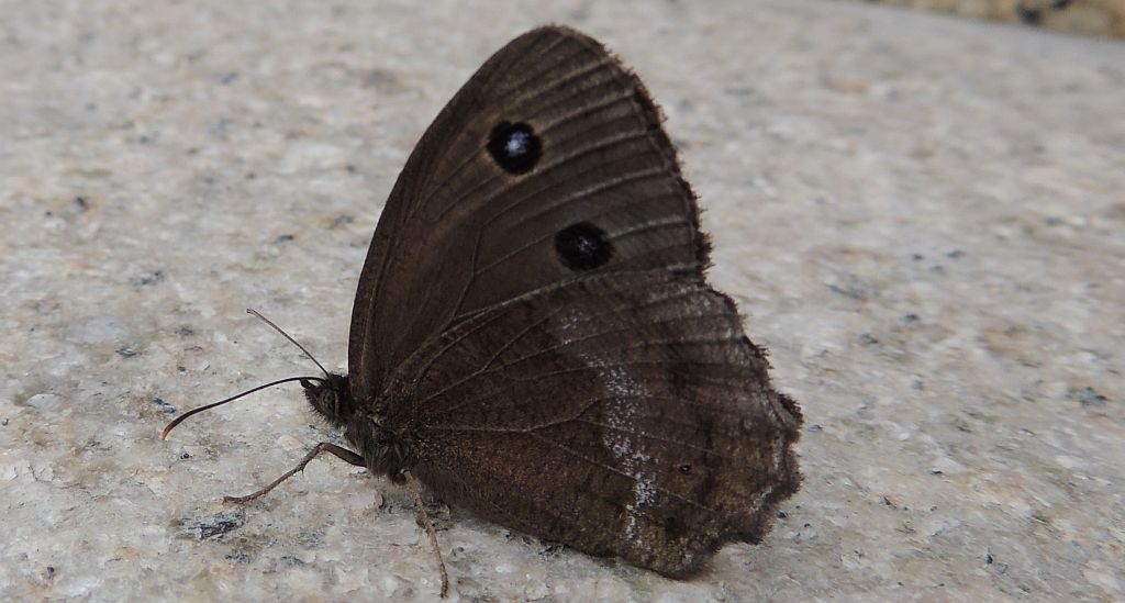 Skalnik driada (Minois dryas)