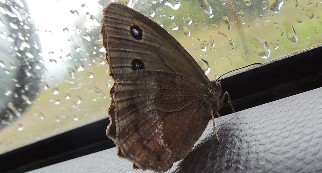 Skalnik driada (Minois dryas)