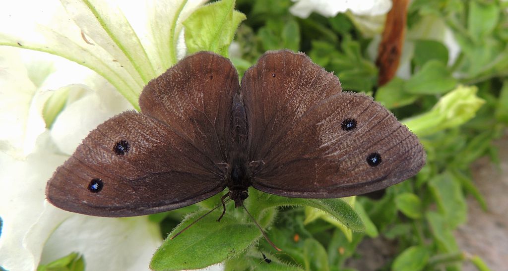 Skalnik driada (Minois dryas)