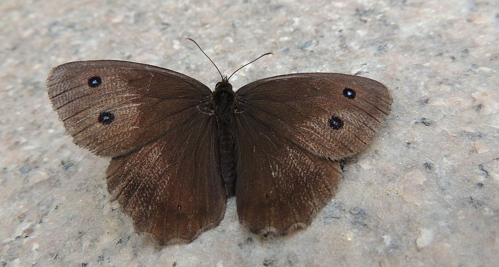 Skalnik driada (Minois dryas)