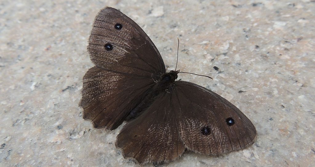 Skalnik driada (Minois dryas)