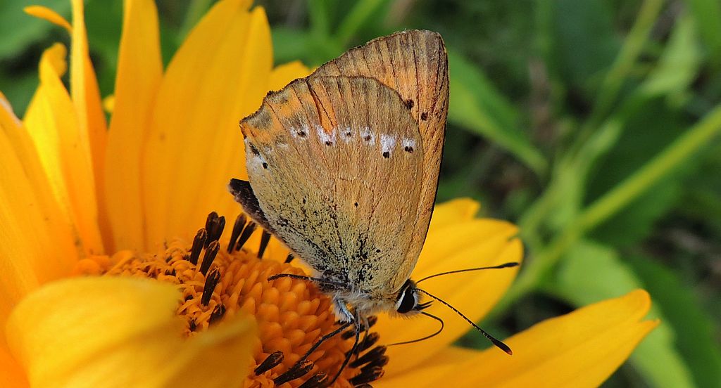Czerwończyk dukacik (Lycaena virgaureae)
