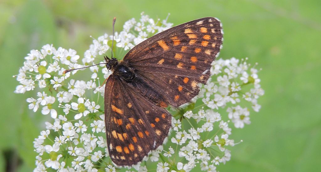 Przeplatka atalia (Melitaea athalia)