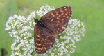 Przeplatka atalia (Melitaea athalia)