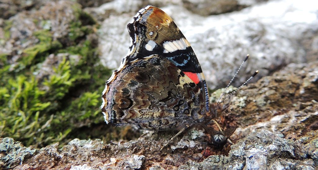 Rusałka admirał (Vanessa atalanta)