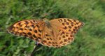 Dostojka malinowiec (Argynnis paphia)