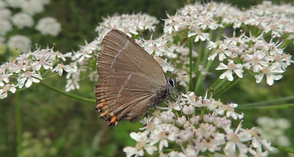 Ogończyk wiązowiec (Satyrium w-album)