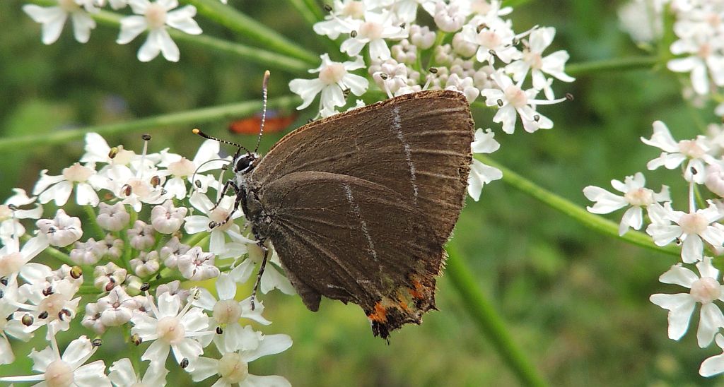 Ogończyk wiązowiec (Satyrium w-album)