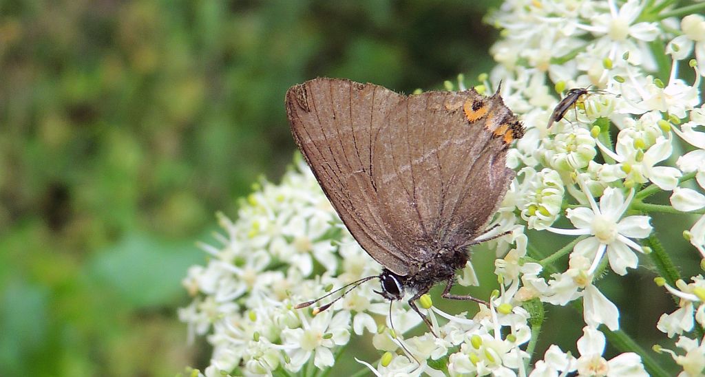 Ogończyk wiązowiec (Satyrium w-album)