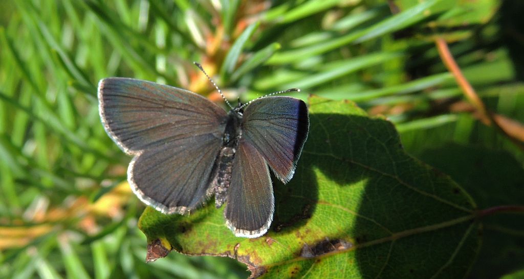 Modraszek malczyk (Cupido minimus)