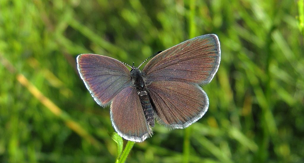 Modraszek malczyk (Cupido minimus)