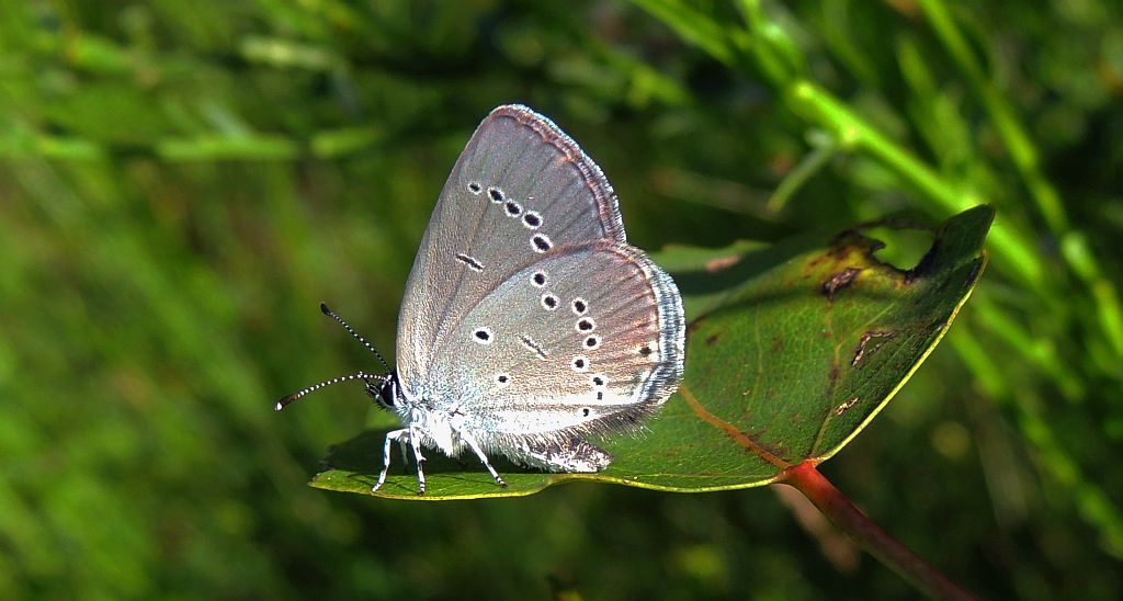 Modraszek malczyk (Cupido minimus)