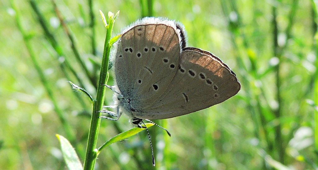 Modraszek malczyk (Cupido minimus)