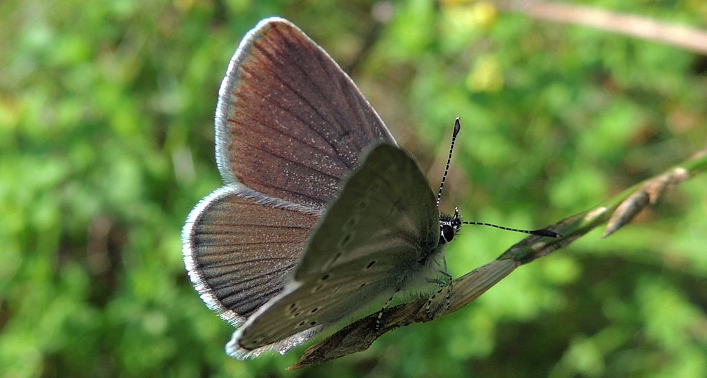 Modraszek malczyk (Cupido minimus)