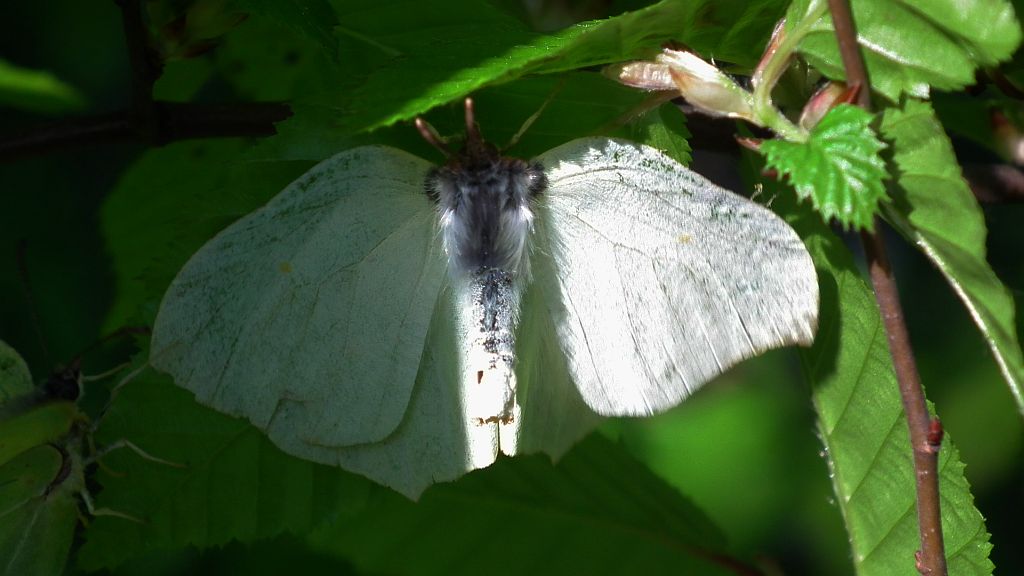 Listkowiec cytrynek,  latolistek cytrynek (Gonepteryx rhamni)