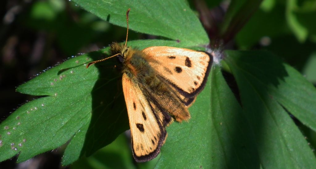 Kosternik leśniak (Carterocephalus silvicola)