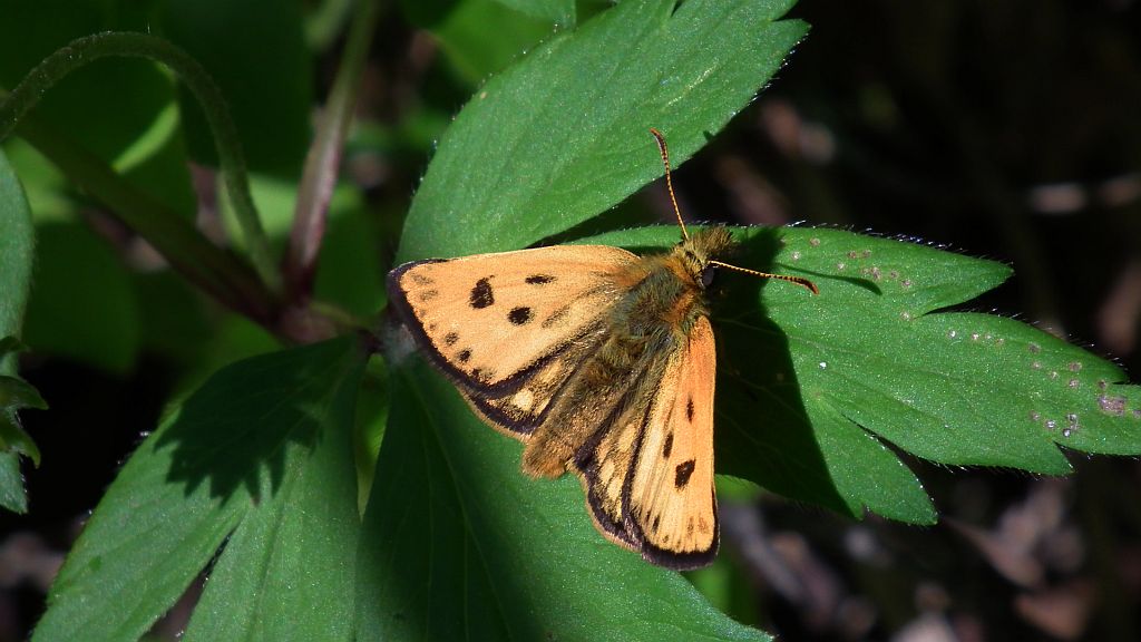 Kosternik leśniak (Carterocephalus silvicola)