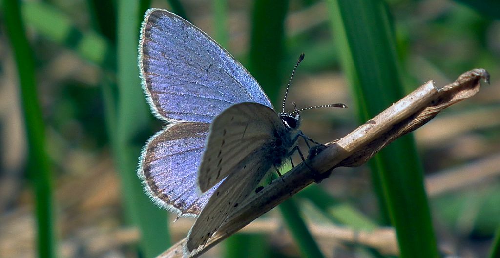 Modraszek argiades (Cupido argiades)