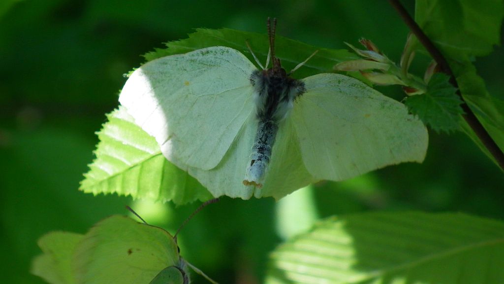 Listkowiec cytrynek,  latolistek cytrynek (Gonepteryx rhamni)