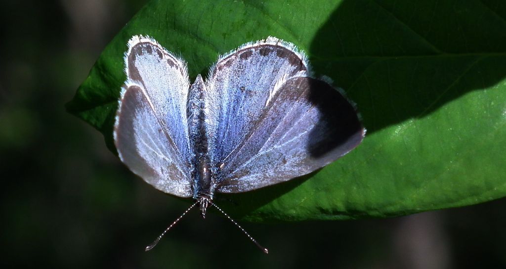 Modraszek wieszczek (Celastrina argiolus)