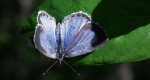 Modraszek wieszczek (Celastrina argiolus)