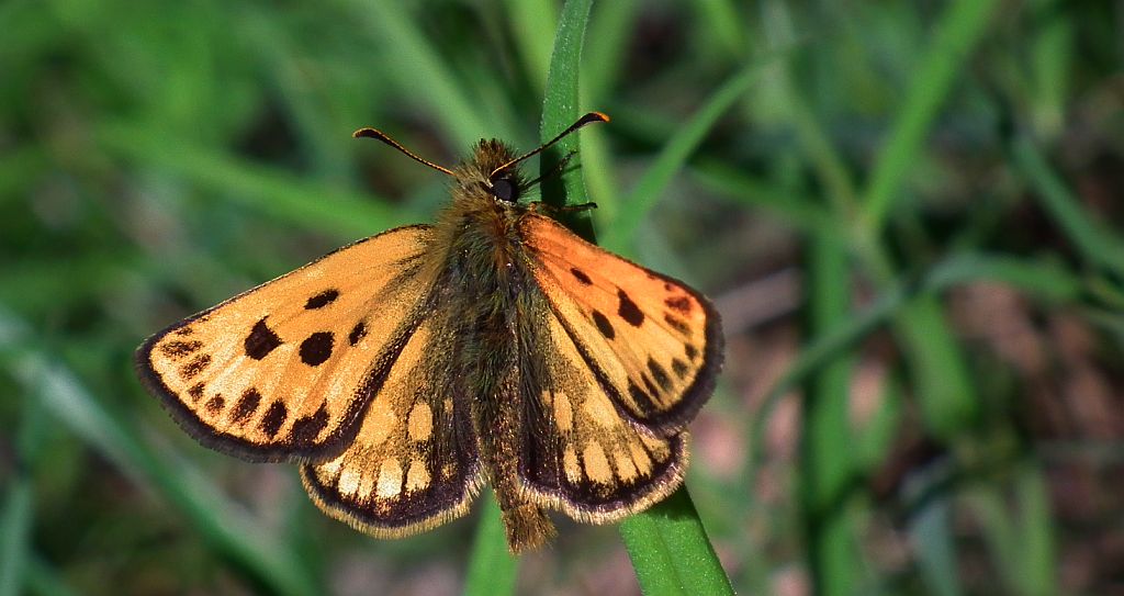 Kosternik leśniak (Carterocephalus silvicola)