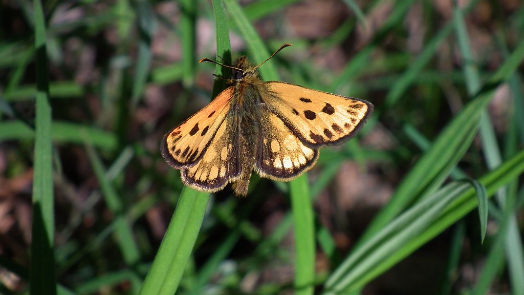 Kosternik leśniak (Carterocephalus silvicola)