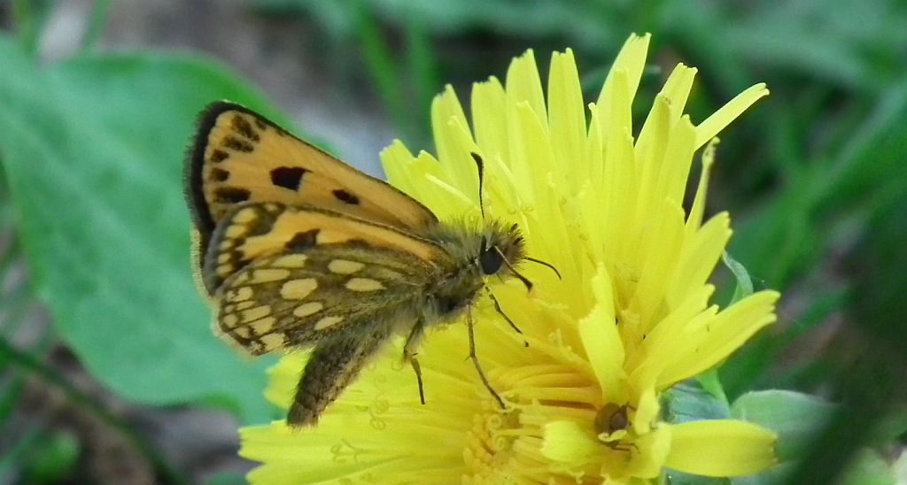 Kosternik leśniak (Carterocephalus silvicola)