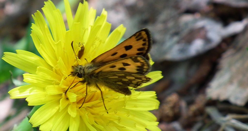 Kosternik leśniak (Carterocephalus silvicola)