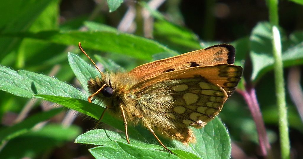 Kosternik leśniak (Carterocephalus silvicola)