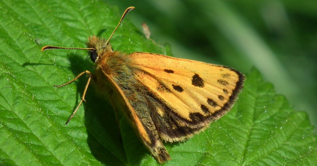 Kosternik leśniak (Carterocephalus silvicola)