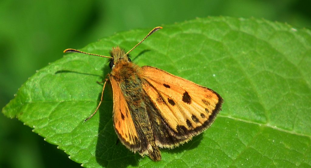 Kosternik leśniak (Carterocephalus silvicola)