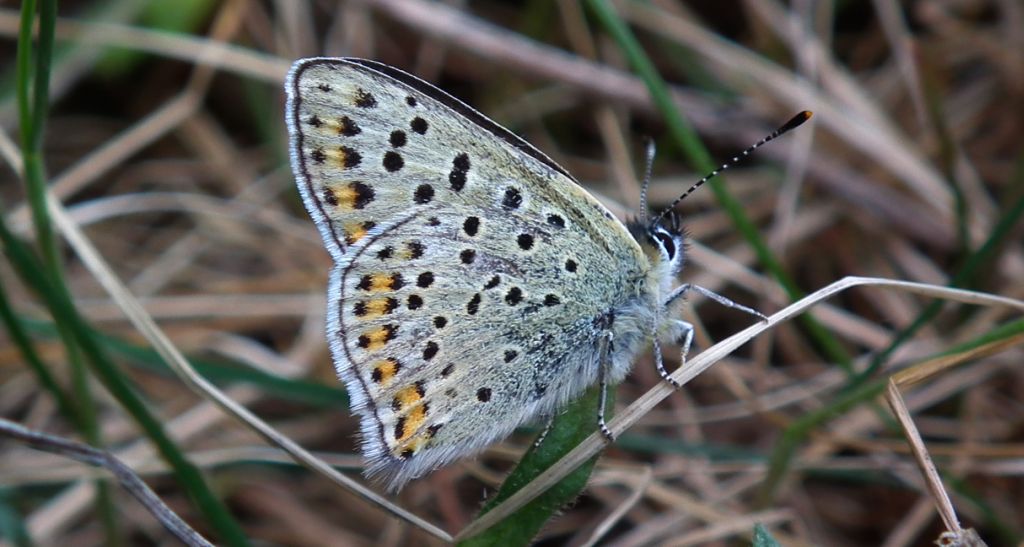 Czerwończyk uroczek (Lycaena tityrus)