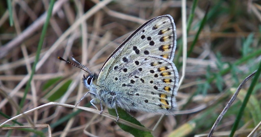Czerwończyk uroczek (Lycaena tityrus)