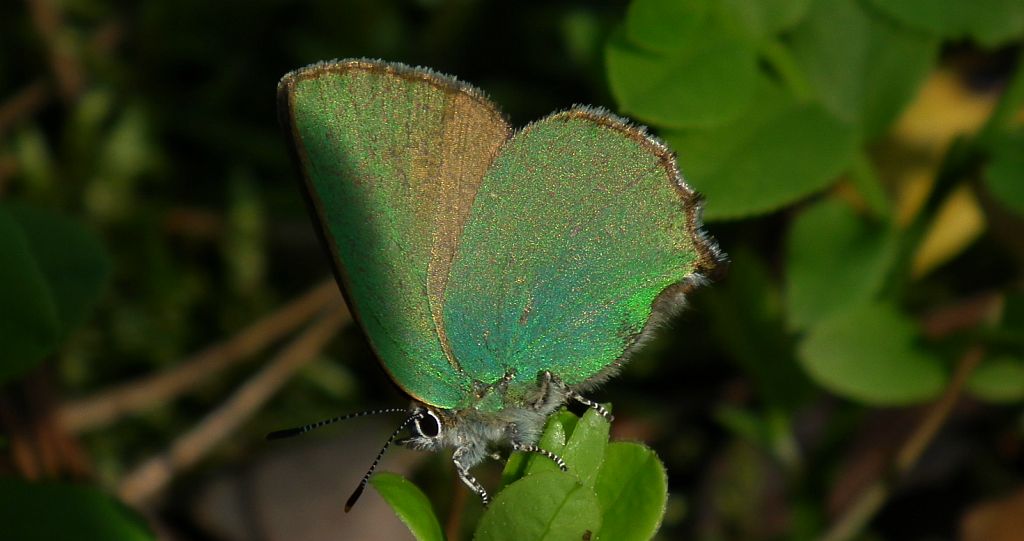 Zieleńczyk ostrężyniec (Callophrys rubi)