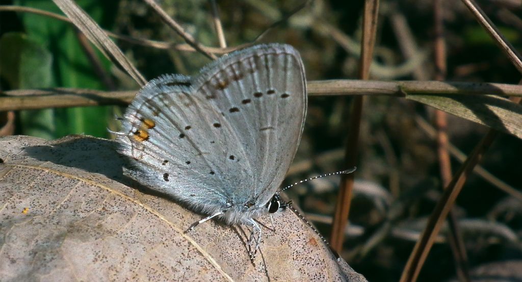 Modraszek argiades (Cupido argiades)