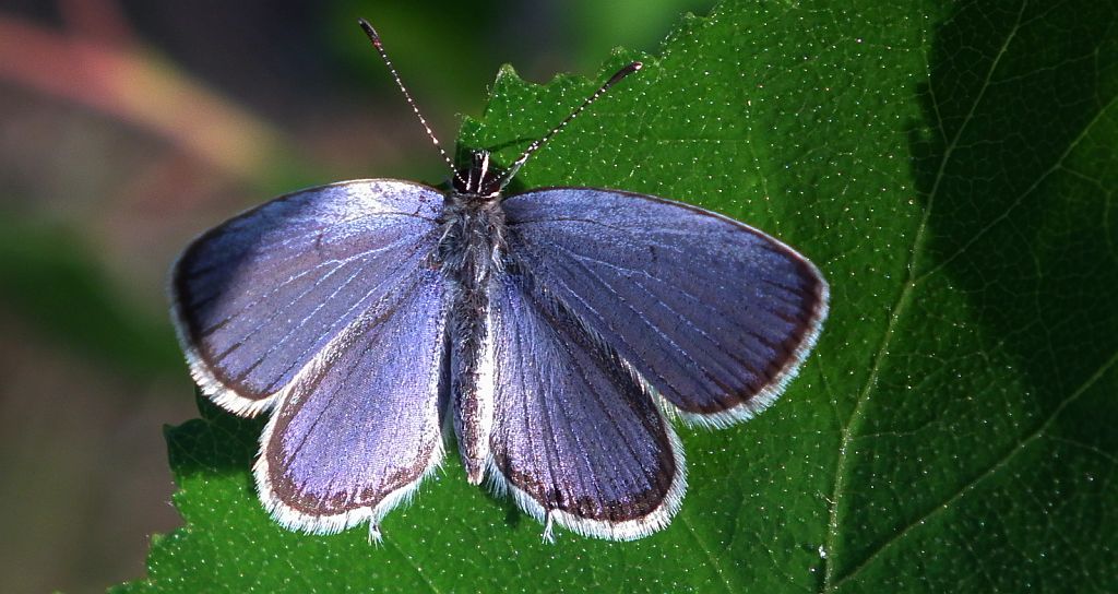 Modraszek argiades (Cupido argiades)
